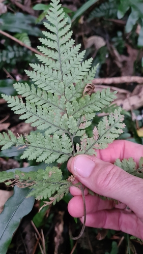 Image of Parapolystichum microsorum by (c) Halema J, some rights reserved (CC BY)