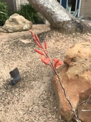 Erythrina flabelliformis