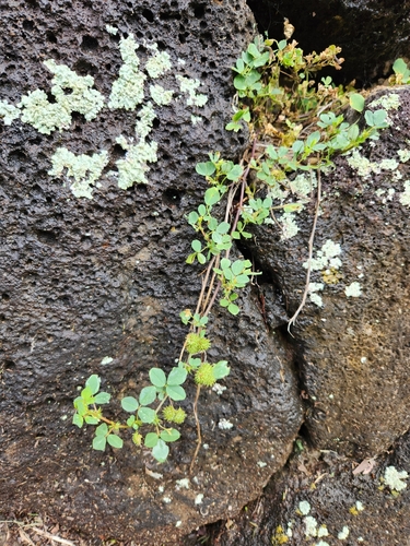 Medicago polymorpha, 2024-04-16