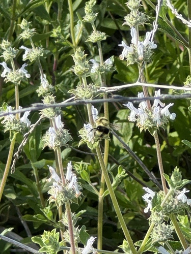 iNaturalist observation photo of Black-tailed Bumble Bee