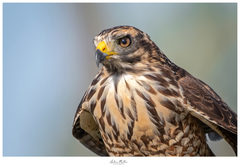Roadside Hawk photo 2