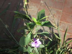 Ruellia nudiflora