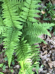 Athyrium