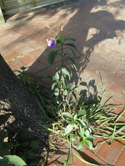 Ruellia nudiflora
