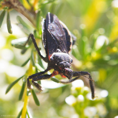 Apiomerus californicus
