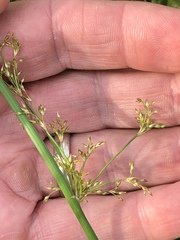 Juncus effusus solutus