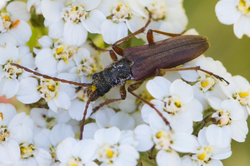 Stenocorus vestitus photo 2