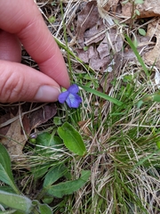 Viola fimbriatula