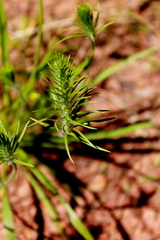 Plantago aristata