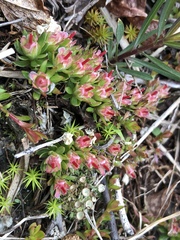 Pyxidanthera barbulata