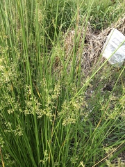 Juncus effusus solutus