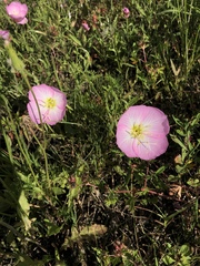 Oenothera speciosa