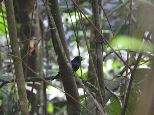 Yellow-legged Thrush (Turdus flavipes), photo 10