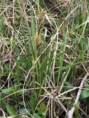 Carex