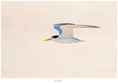 Yellow-Billed Tern photo 2