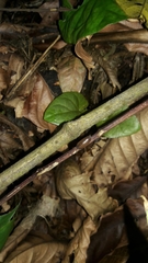 Circoniscus ornatus