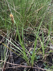 Carex