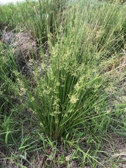 Juncus effusus solutus