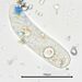 Nassulopsis elegans - Photo (c) Sally Anderson, algunos derechos reservados (CC BY-NC), subido por Sally Anderson