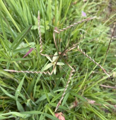 Stork's-bill (Erodium)