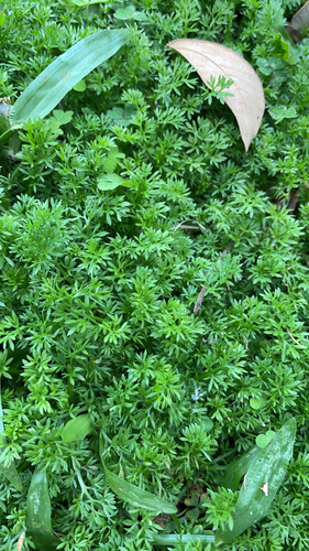 Soliva sessilis observed 2024-04-17