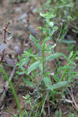 Gratiola neglecta