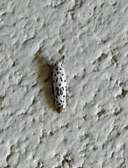 Ethmia bittenella