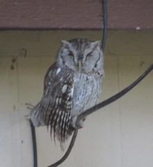 Megascops asio mccallii