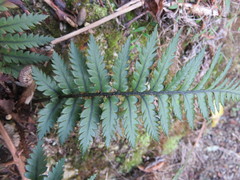 Polystichum neozelandicum neozelandicum