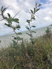 Prosopis reptans