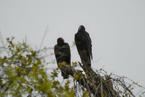 Turkey Vulture photographed in Delaware