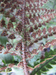 Polystichum neozelandicum neozelandicum