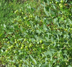Baptisia sphaerocarpa