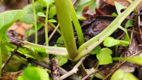 Image of Valeriana pauciflora by no rights reserved