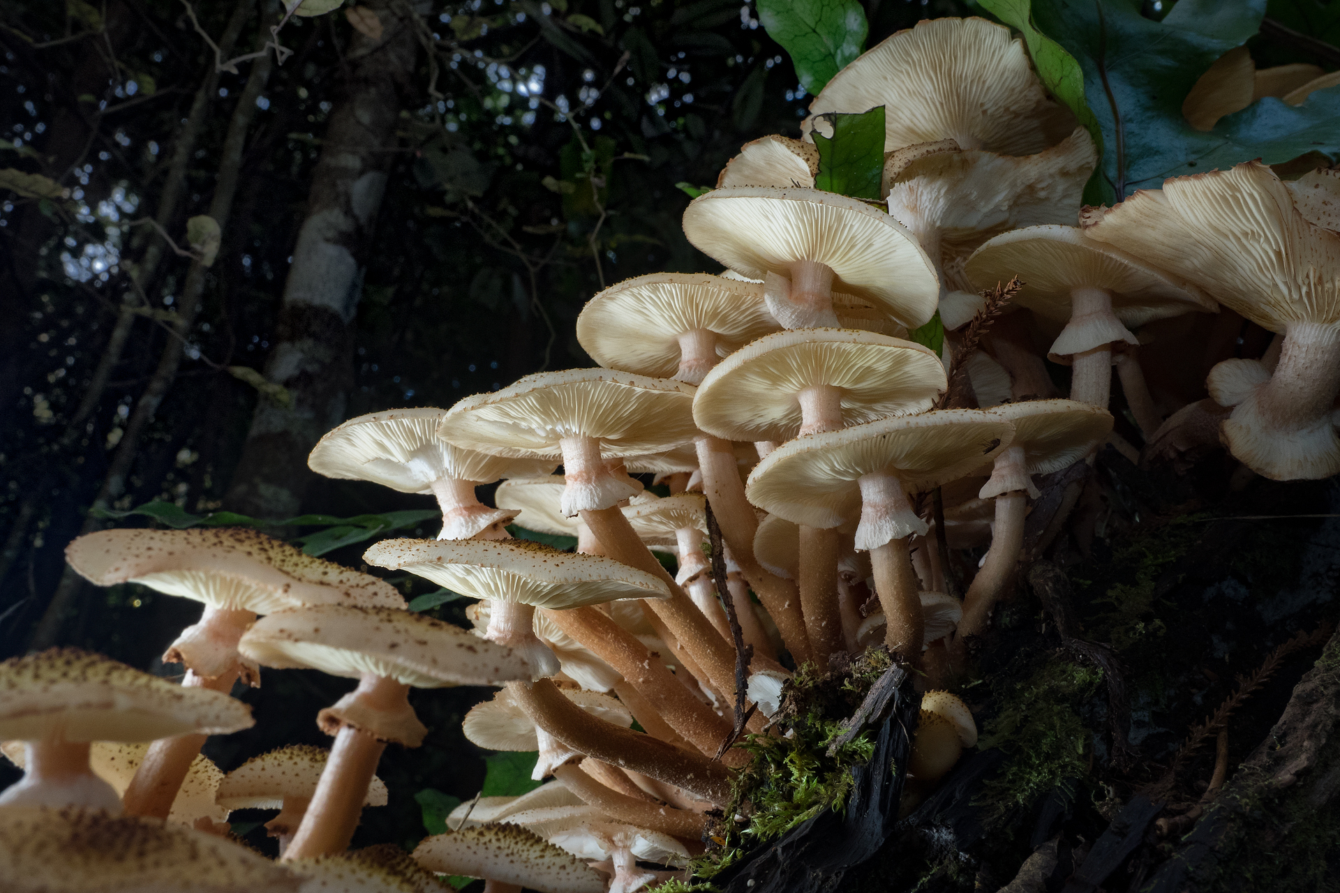 Armillaria limonea image