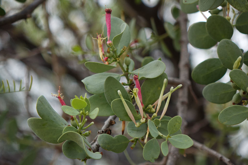 Tapinanthus