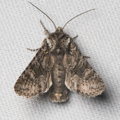 Lacinipolia cuneata