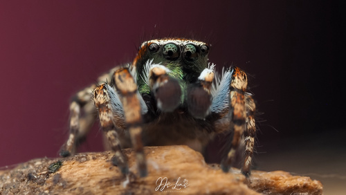 Habronattus cambridgei