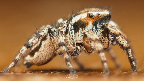 Habronattus cambridgei