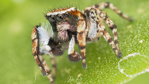 Habronattus cambridgei