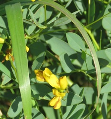Baptisia sphaerocarpa