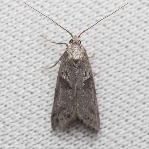 Lotisma trigonana photo 2