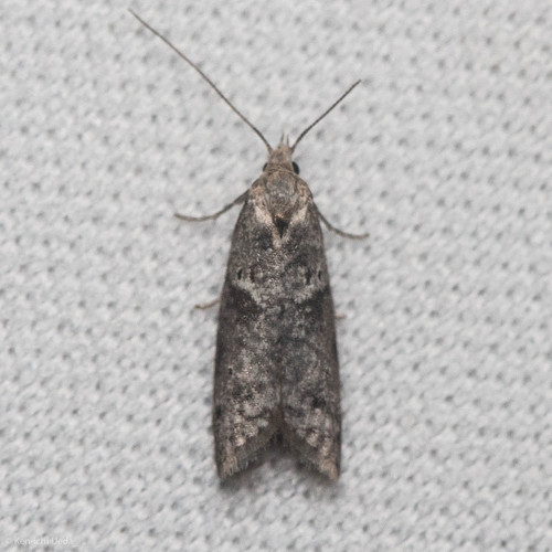 Lotisma trigonana photo 5
