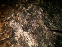 Eleutherodactylus marnockii