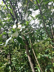 Bowkeria verticillata