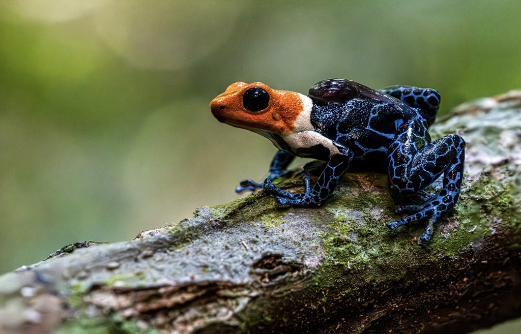Fantastic Poison Frog