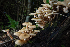 Armillaria limonea