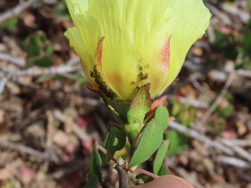 Image of Gossypium harknessii by (c) Abraham Sánchez Romero, some rights reserved (CC BY)