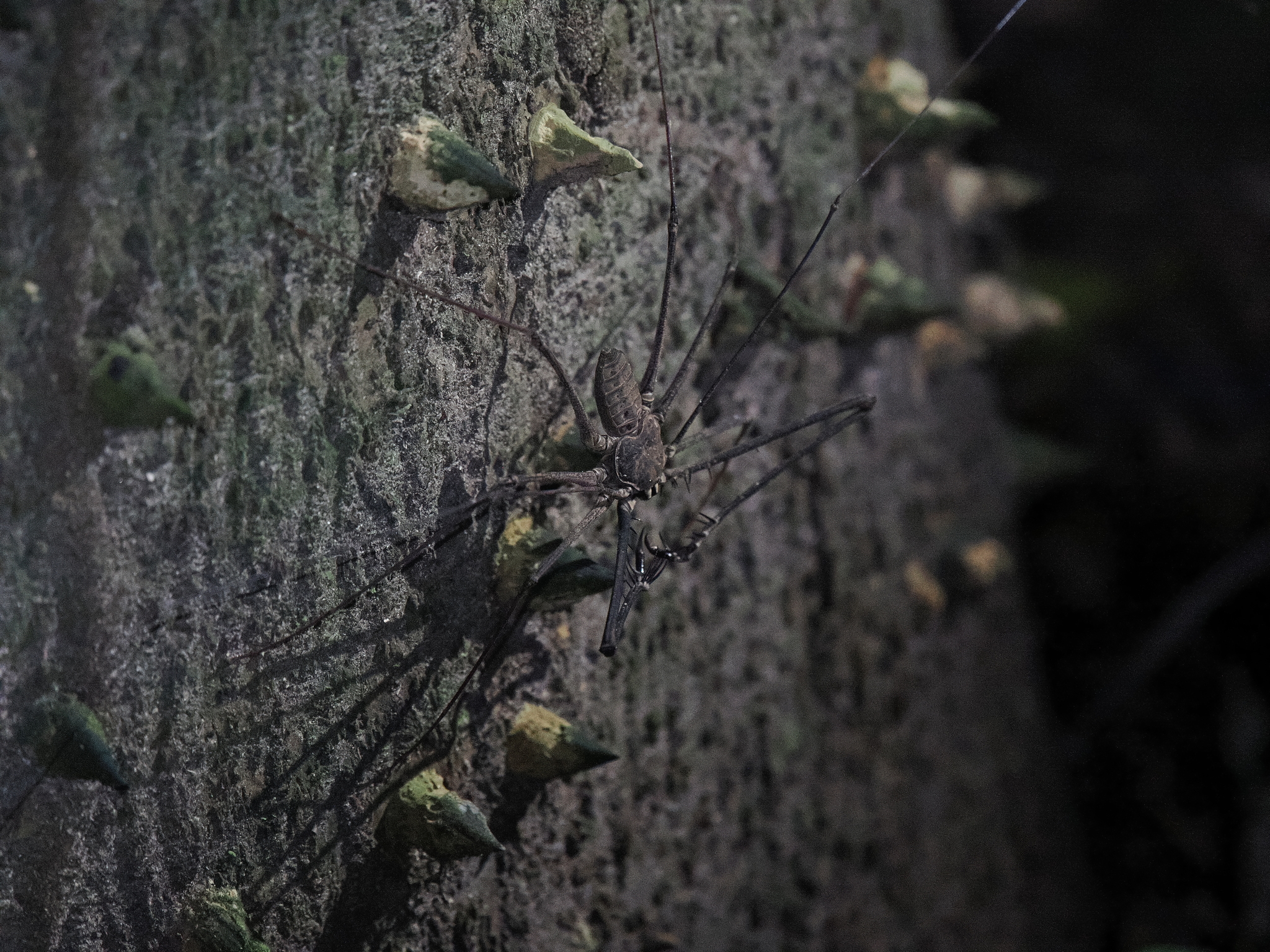 Heterophrynus batesii (Butler, 1873)