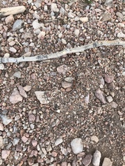 Pseudomethoca simillima